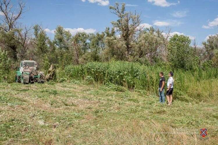 В Калачевском районе уничтожили очаг произрастания конопли