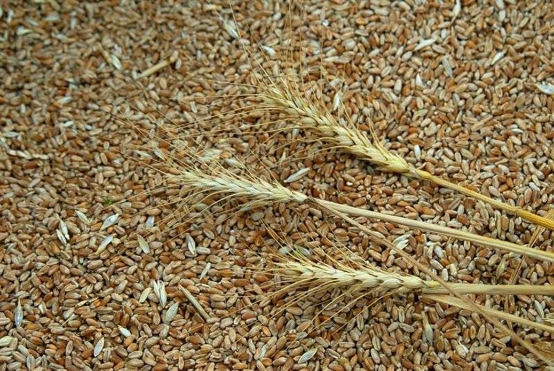 В регионе предприятие хранило зараженную пшеницу