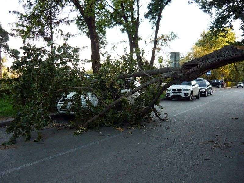 В центре Волгограда на иномарку упало дерево
