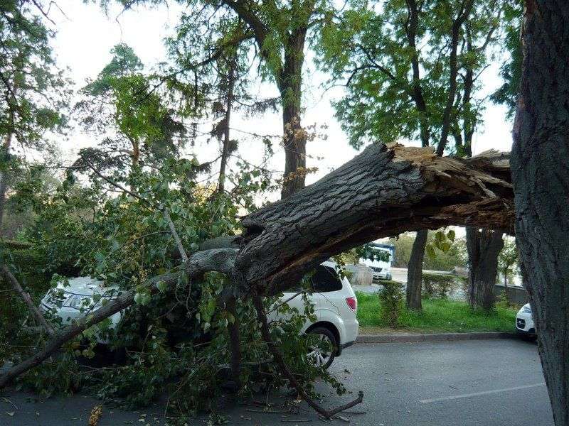 В центре Волгограда на иномарку упало дерево