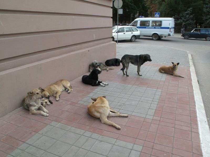 В Волгограде убьют больных кошек и собак