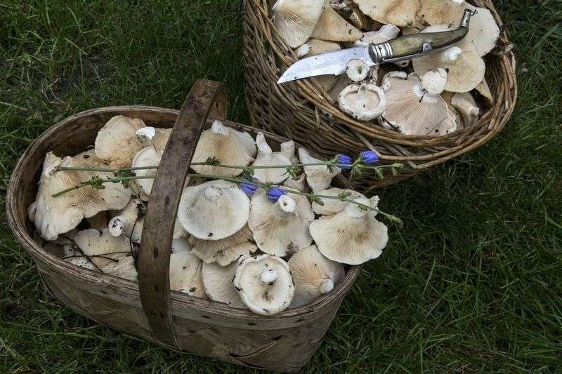 С начала года в регионе 15 человек отравились грибами