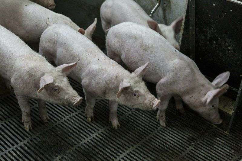 В волгоградской колонии вспыхнула чума свиней