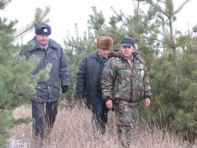 В регионе усилили охрану молодых ёлок