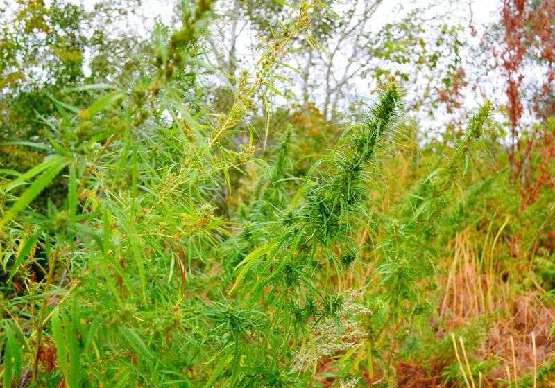 У жителя Еланского района нашли 16 мешков марихуаны