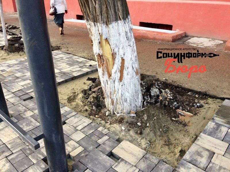 При монтаже остановки в центре Волгограда покалечили деревья