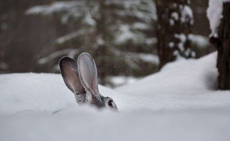 В Волгоградской области завершается охота на зайца-русака