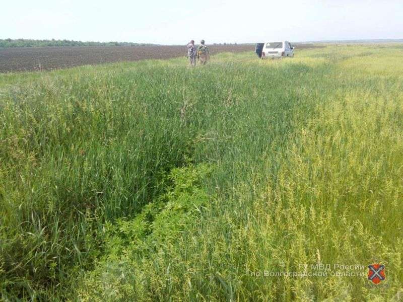Волгоградские полицейские нашли поля с дикой коноплей
