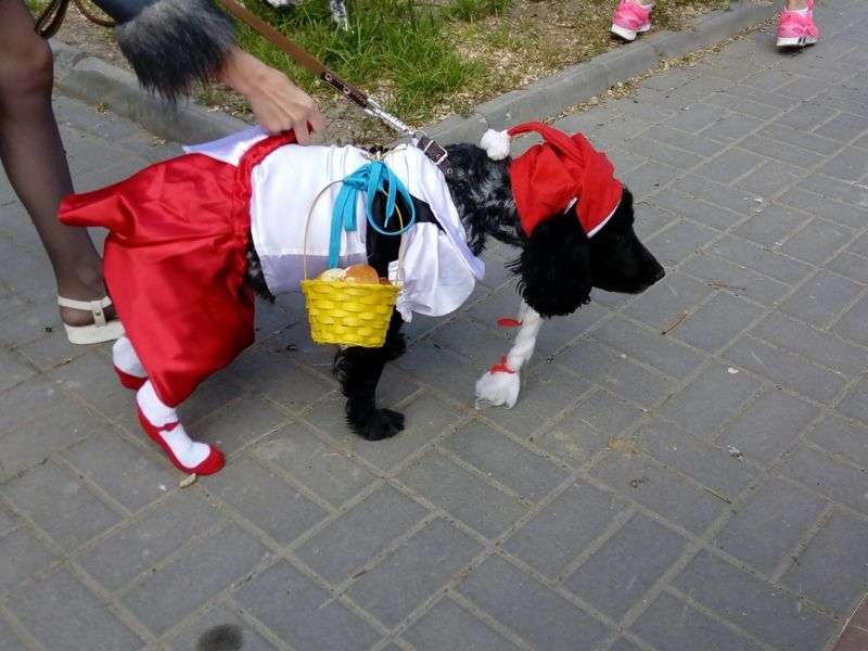 В Волгограде собаки с харизмой устроили модный показ