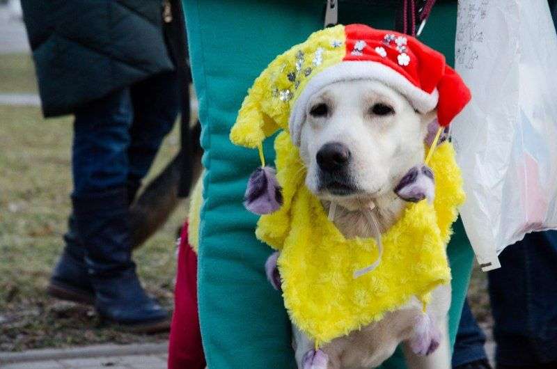 В Волгограде из-за нашествия мошкары отменили собачий карнавал