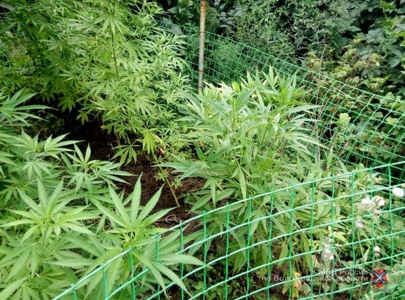 Конопля ахтуба теплица выращивания марихуана