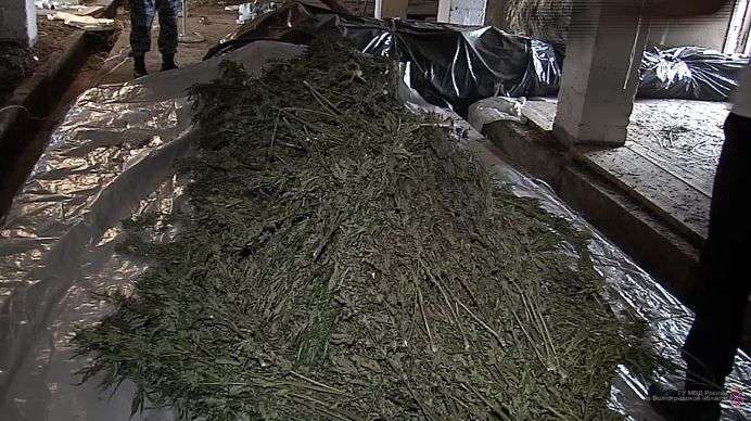 Под Волгоградом уничтожили около 300 кг конопли и марихуаны 