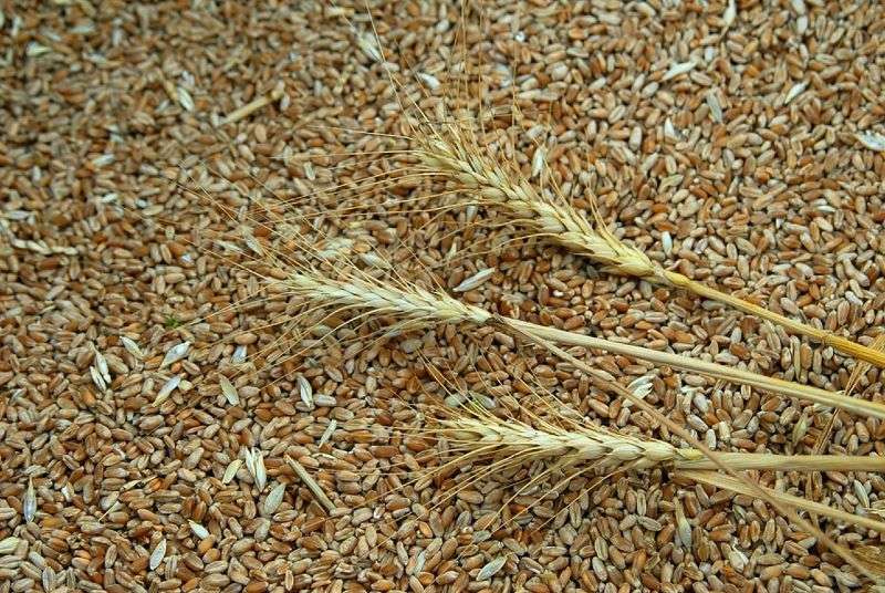 В регионе нашли зараженную пшеницу