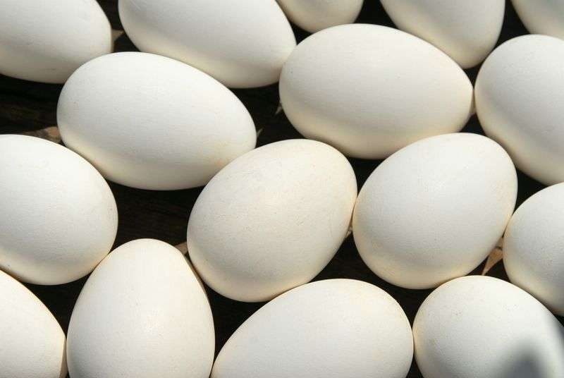 Из Палласовки в Казахстан везли подозрительные яйца