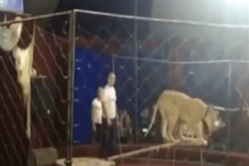 На Кубани львица напала в цирке на девочку. ВИДЕО