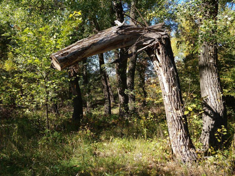 Под Волгоградом почти сутки искали заблудившуюся в лесу пенсионерку
