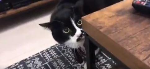 В сети появилось видео кота, исполняющего “грузинские застольные песни”
