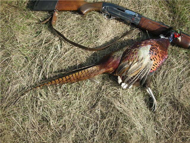 Волгоградец поплатился за убийство фазана в госзаказнике