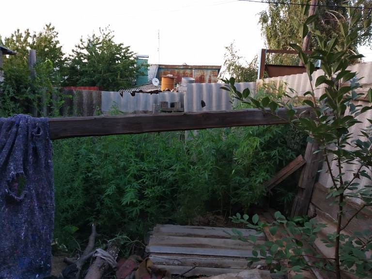 У жителя Красноармейского района изъяли 35 кустов конопли