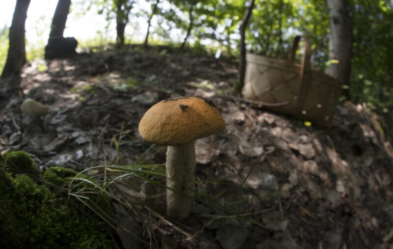 В Волгоградской области 9 детей серьезно отравились грибами