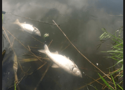 В Волгограде расследуют массовую гибель рыб в пруду