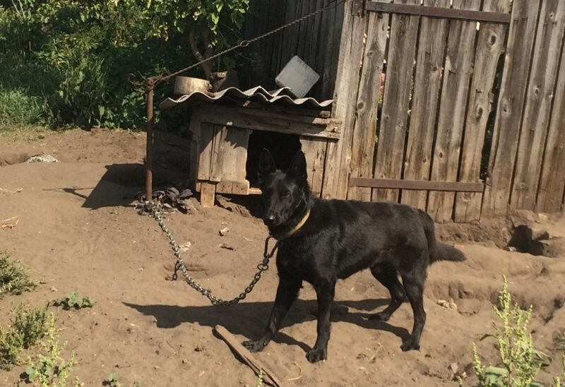 В Волгоградской области годовалого мальчика насмерть загрызла дворовая собака
