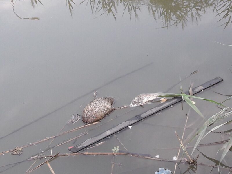 Настоящая катастрофа: в Вишневом пруду Волгограда массово гибнет рыба