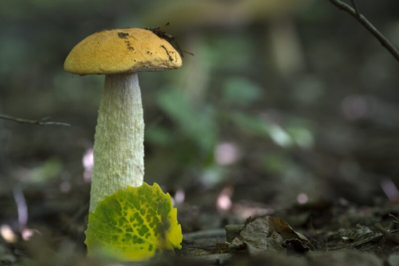 Более полусотни волгоградских семей пострадали от отравления грибами