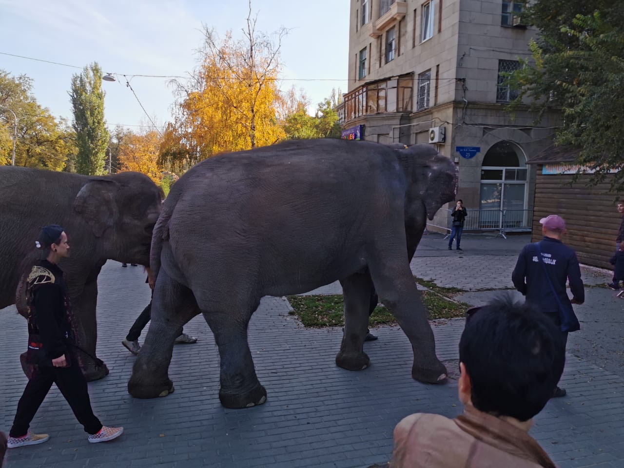 Живой слон гуляет по волгоградскому парку