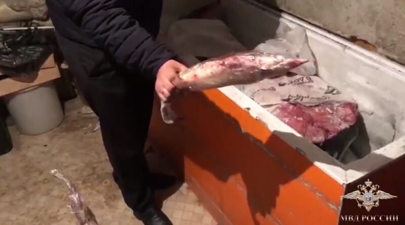 Стерлядь, белуга, осетр: в Волгограде два браконьера выловили рыбы на 15 млн рублей