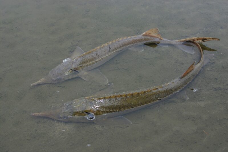Больше 40 миллионов потратили на разведение рыбы в Волгоградской области