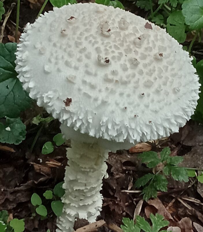 В пойме под Волгоградом нашли редкие виды грибов