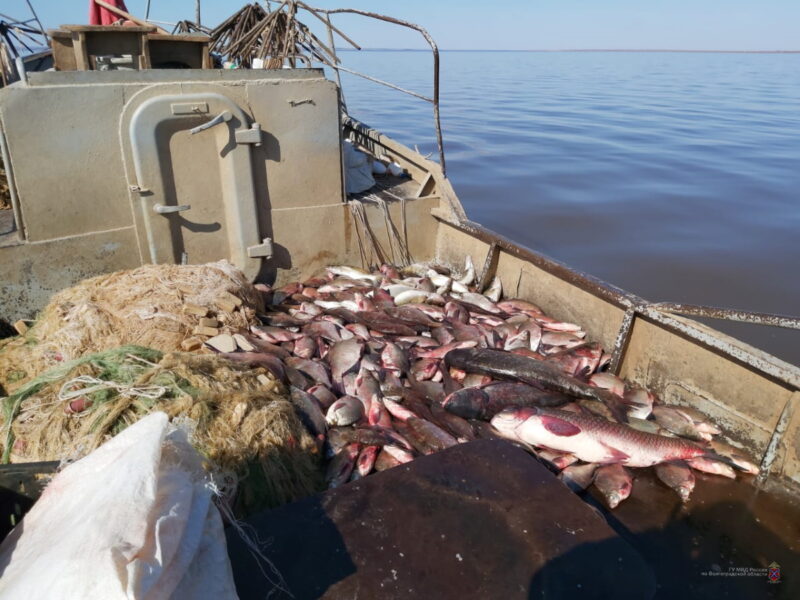 В Волгограде поймали катер с рыбаками-браконьерами