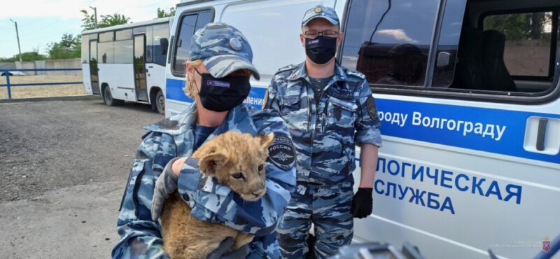 Истощен и сильно напуган: под Волгоградом спасли львенка из Дагестана