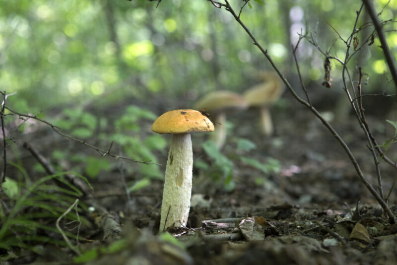 Волгоградцам озвучили симптомы отравления грибами