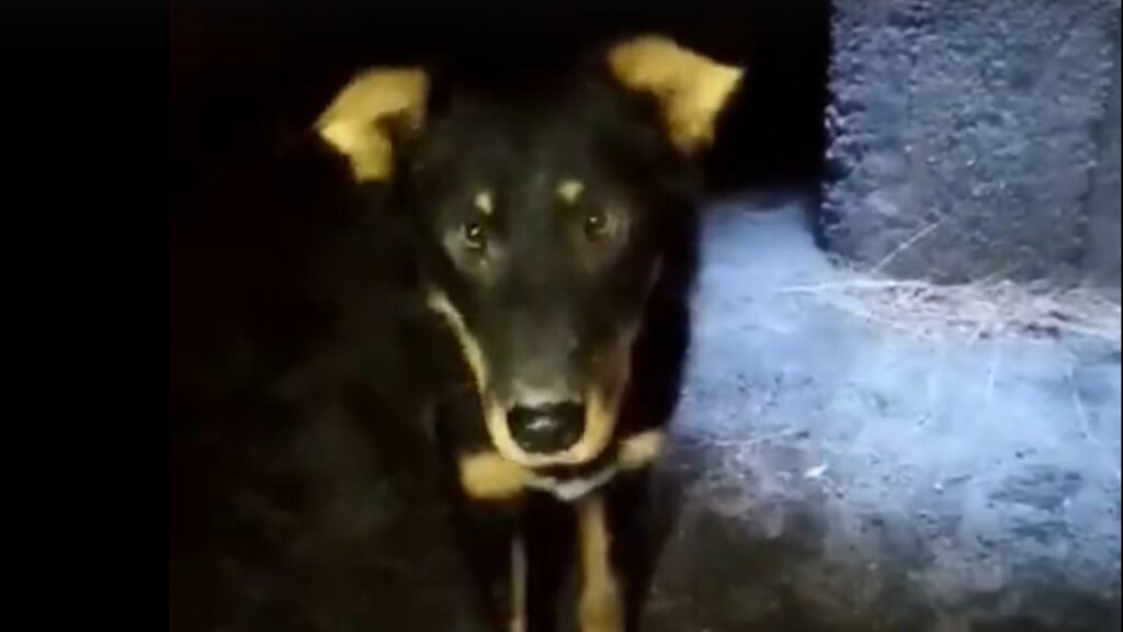 «Нет никого, кто бы помог выбраться из смертельной ловушки»: как в Волжском спасали собак