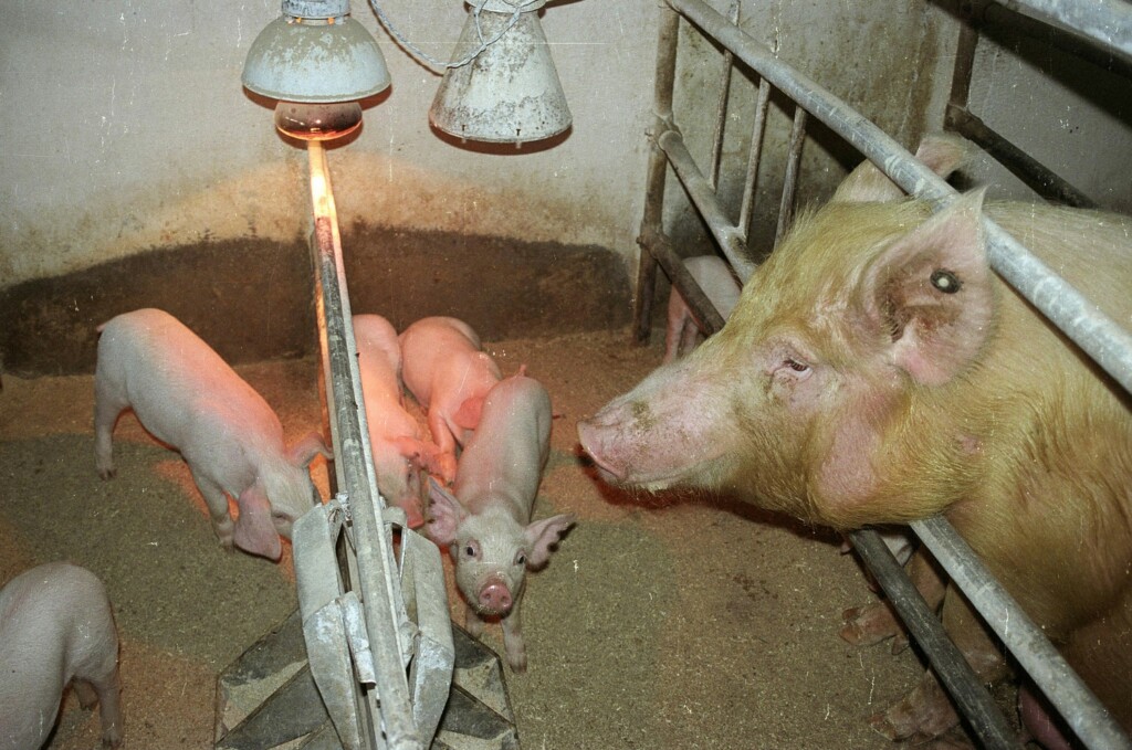 В Волгоградской области борются с чумой свиней