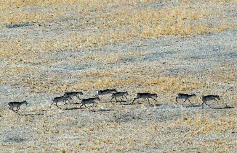 Дикие антилопы пришли в Волгоградскую область