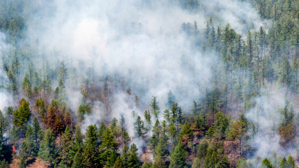 Волгоградцев призывают сообщать о возгораниях в лесах