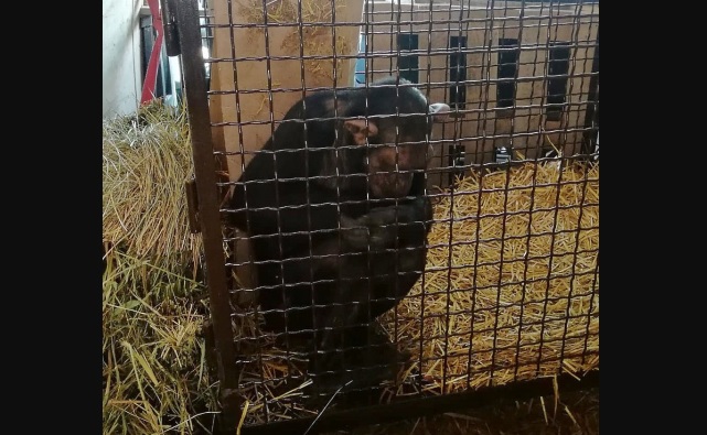 Волгоградские полицейские спасли шимпанзе на трассе Р-22 “Каспий”