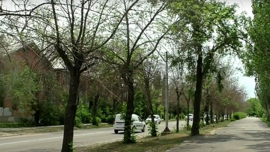 В Волгограде массово вырубают и жгут деревья