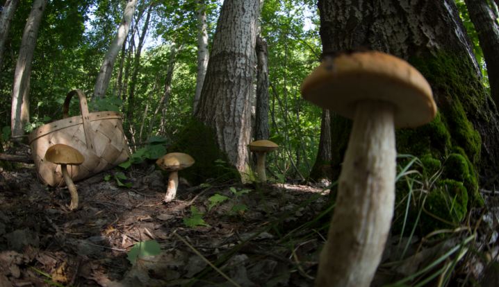 В Волгоградской области шестеро пенсионеров отравились грибами