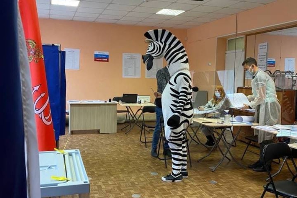 Молодожены, косплеерша и зебра Марти голосуют на выборах в Госдуму 17 сентября