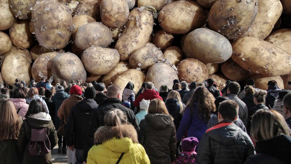 Волгоградский эксперт рассказал о стремительном падении цен на картофель
