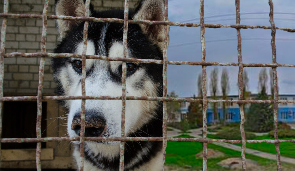 «Собачье дело». Массовые захоронения животных в Волгограде станут поводом для уголовных дел МБУ «Северное»