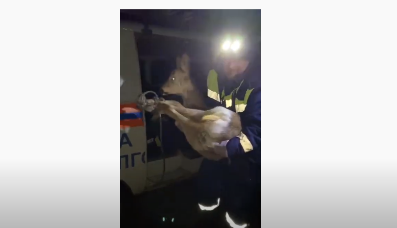 Предновогоднее чудо: на видео попало спасение застрявшего в заборе оленя