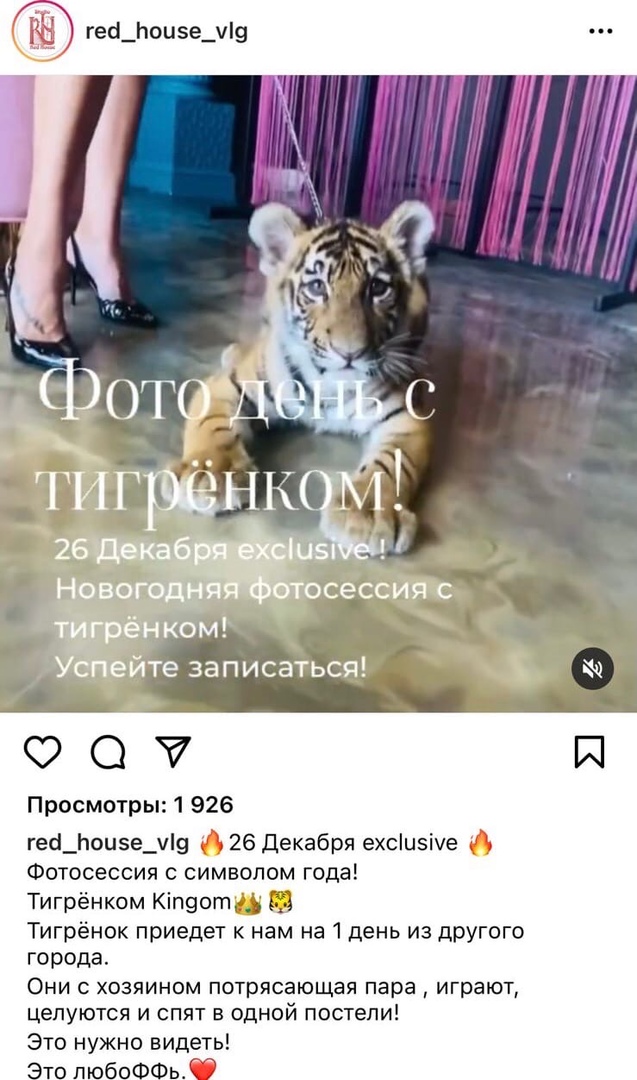«Полосатые НЕигрушки»: в Волгограде требуют прекратить фотосессии с маленькими тигрятами