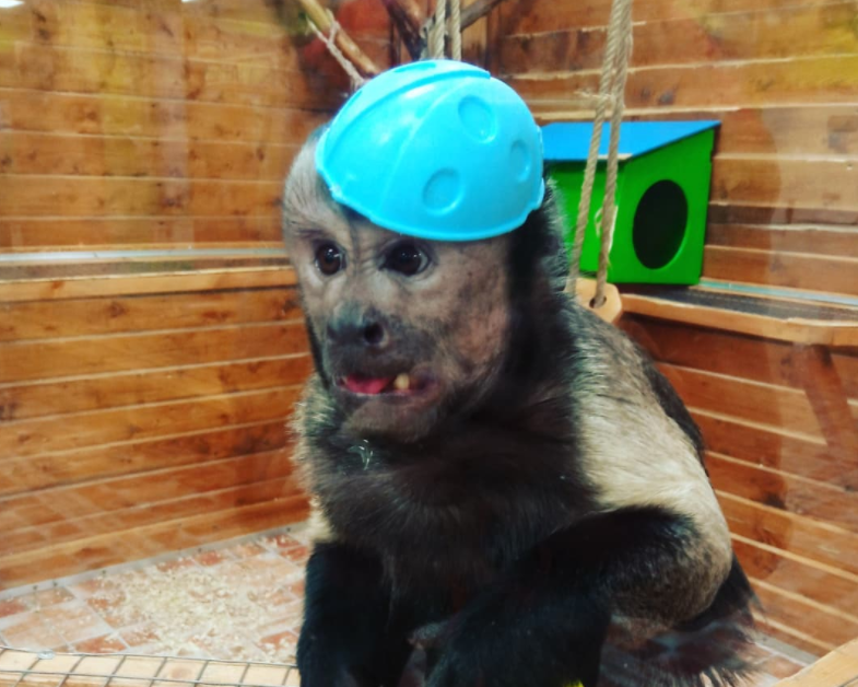 «Всех дезинформировали»: в зоопарке в ТРЦ «Мармелад» опровергли слухи о том, что кроликов и свинок скормят питонам