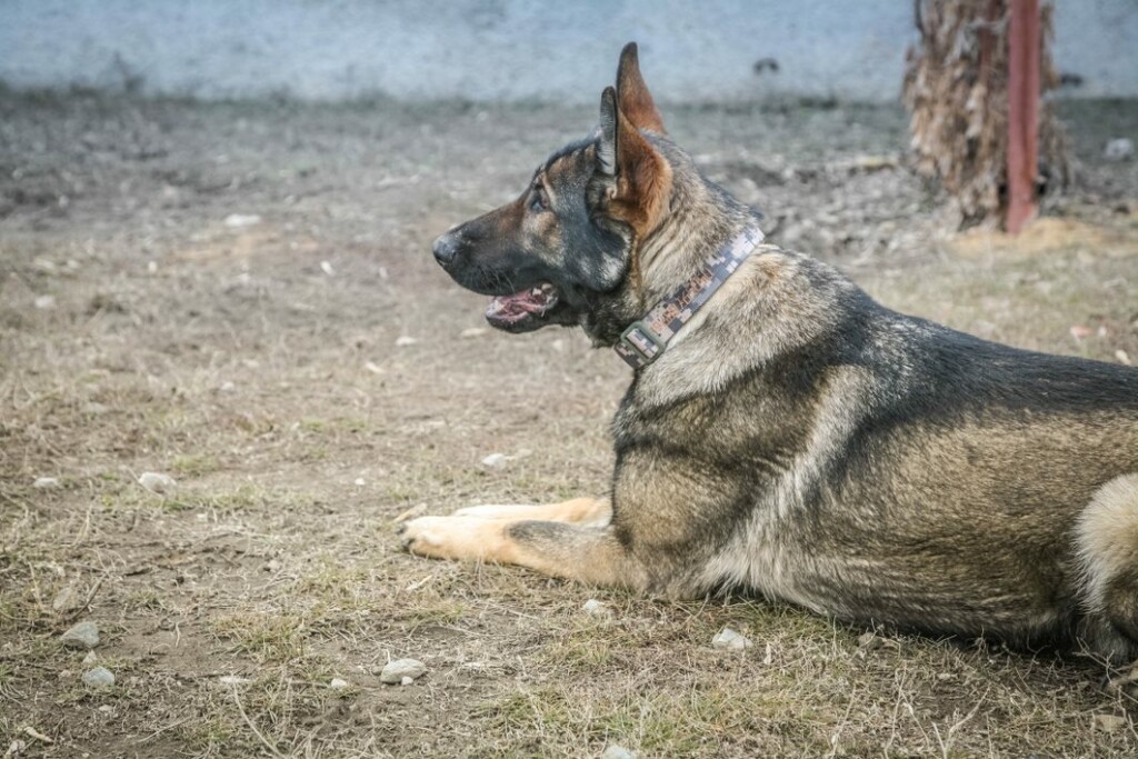 В Волгограде хотят выделить специальные «резервации» для выгула собак