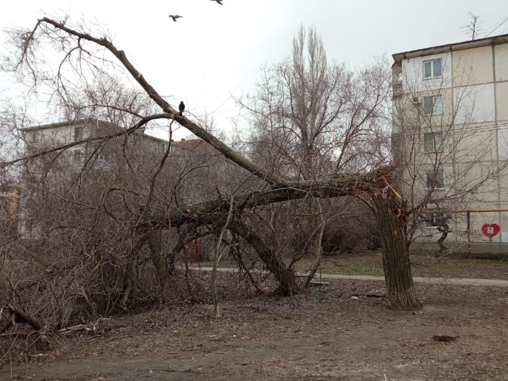Порывистый ветер в Волгограде валит деревья